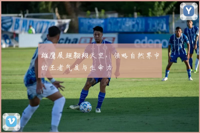 雄鹰展翅翱翔天空，领略自然界中的王者气度与生命力